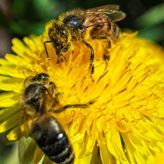 Дві бджілки збирають пилок