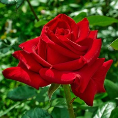 Червона троянда