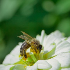 Бджілка з пошкодженими крилами