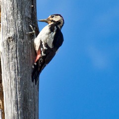 Дятел сирійський (Syrian woodpecker)