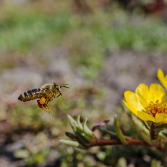 Бджола за роботою