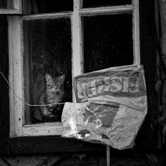 Котик у вікні