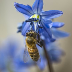 Бджілка та пролісок