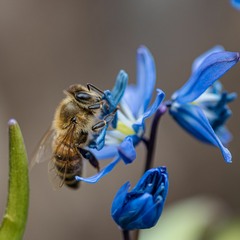 Бджілка та пролісок (продовження)