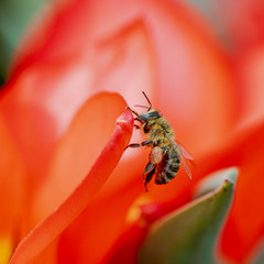 Бджілка на тюльпанах