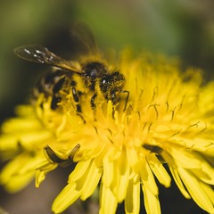 Бджілка на кульбабі