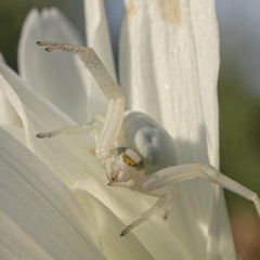 Квітковий павук
