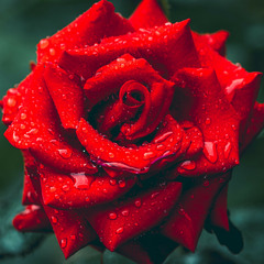 червона троянда після дощу