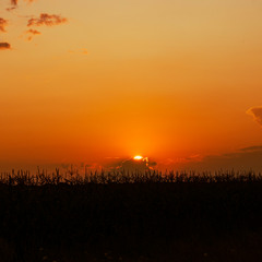 Захід сонця над кукурудзяним полем