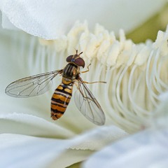 Мармеладна муха