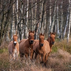 Лошадки Пржевальского