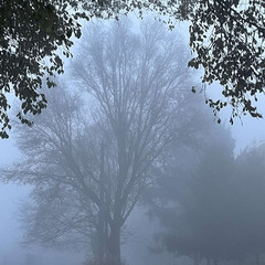 Венценосный туман