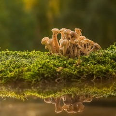 Опенькіада