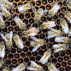 Бджоли на сотах