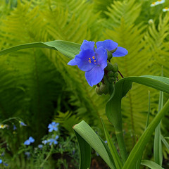 цветы  синее