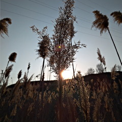 Sunbeams Through Reeds