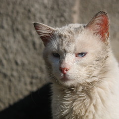 Cat portrait 8