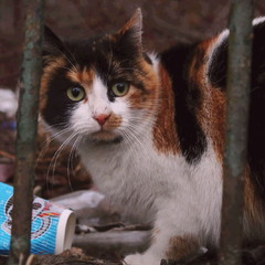 Бездомные коты Одессы. Cat portrait 4