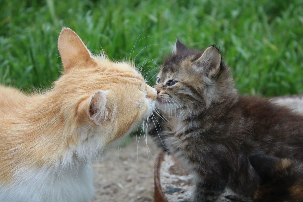 3 кота целую. Леса целует кота. 3 Кота целуются. Коты целуются картинки. Уникальные фотографии кот целуется.