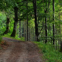 Лісова доріжка