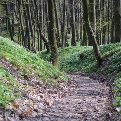 Дорога у весняному лісі