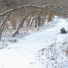 Зима лес снег