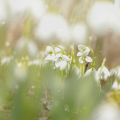 snowdropsphotophotography