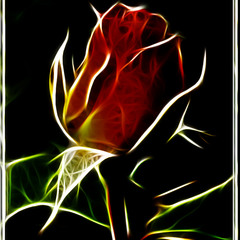 Кто розу нежную любви привил....