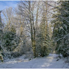 Зимний лес в объятьях тишины