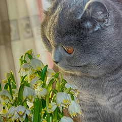 Цветы и кошка