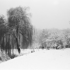 Black and white winter