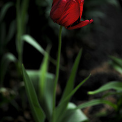 "Red Tulip"