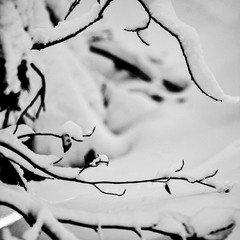 "Snow-covered twigs"