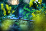 World of Avatar