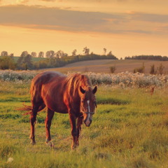 Сільська гармонія