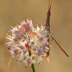 Осінні квіти