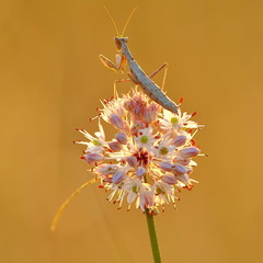 Спостерігач