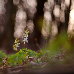 Весна в хащах