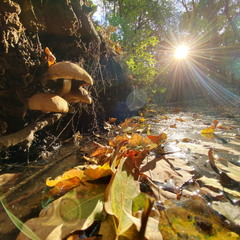 Про атмосферу осені