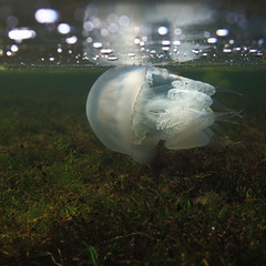 в гостях у медузи