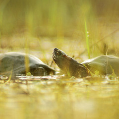 болотяні черепахи