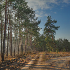 Шлях до лісу