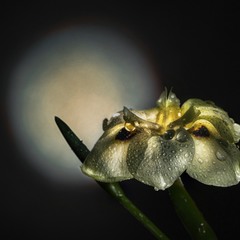 Лунный цветок