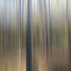 Dynamic Forest