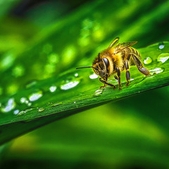Бджола після дощу ...
