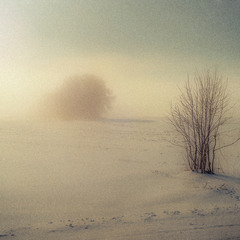 Сонце, сніг і туман...