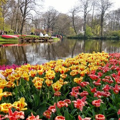 Весна в Голандії