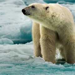Белый медведь - Тоскливо братцы всю жизнь быть во льдах.