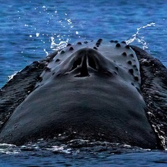 Голубой  Гренландский  кит. ЛИЦОМ К ЛИЦУ