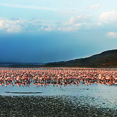 Кения.  Озеро Наккуру.  Рай для  Фламинго.